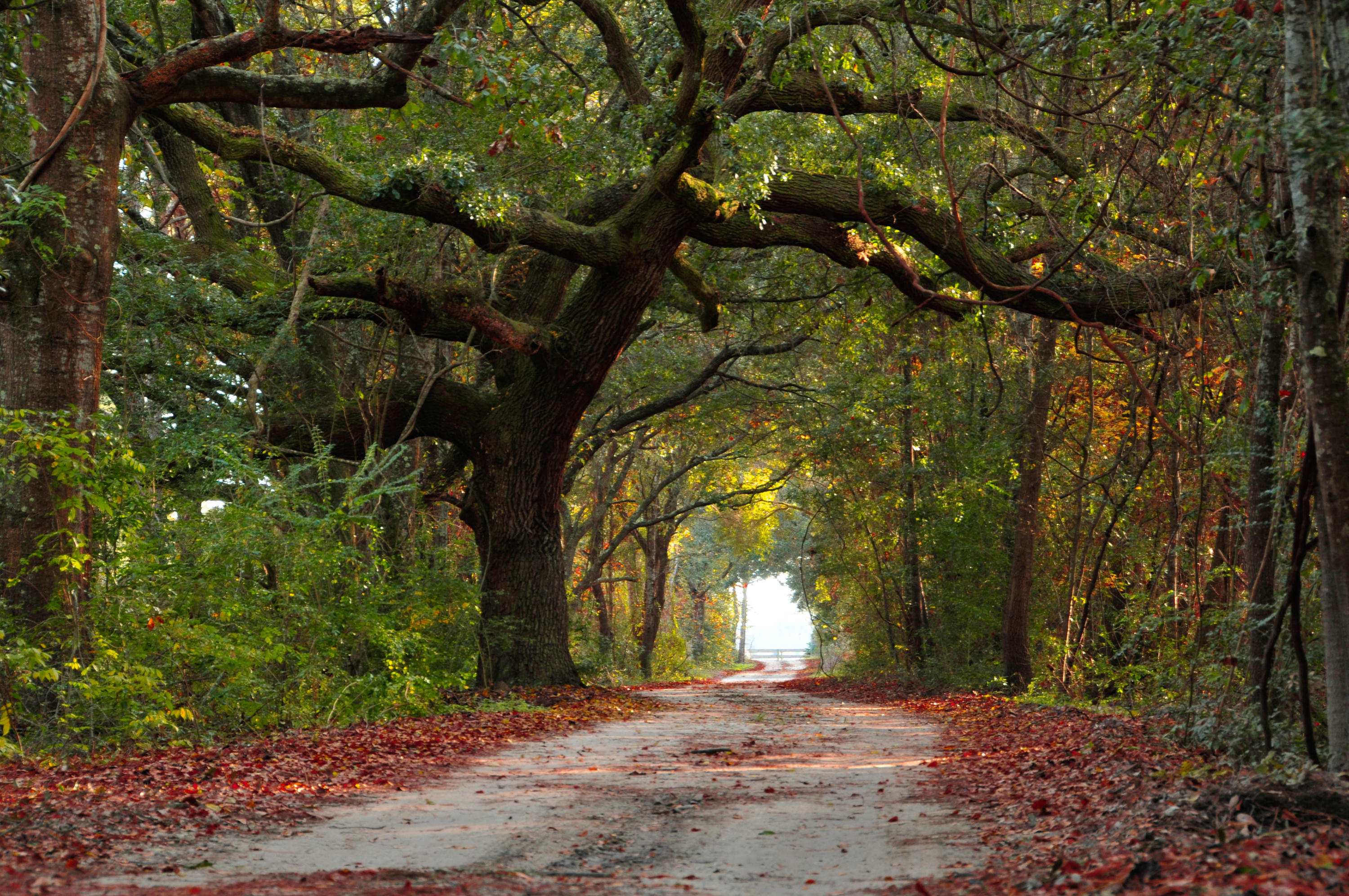 0 Shogry Point Road Johns Island, SC 29455 - Photo 1 of 10 _TEP0449-2