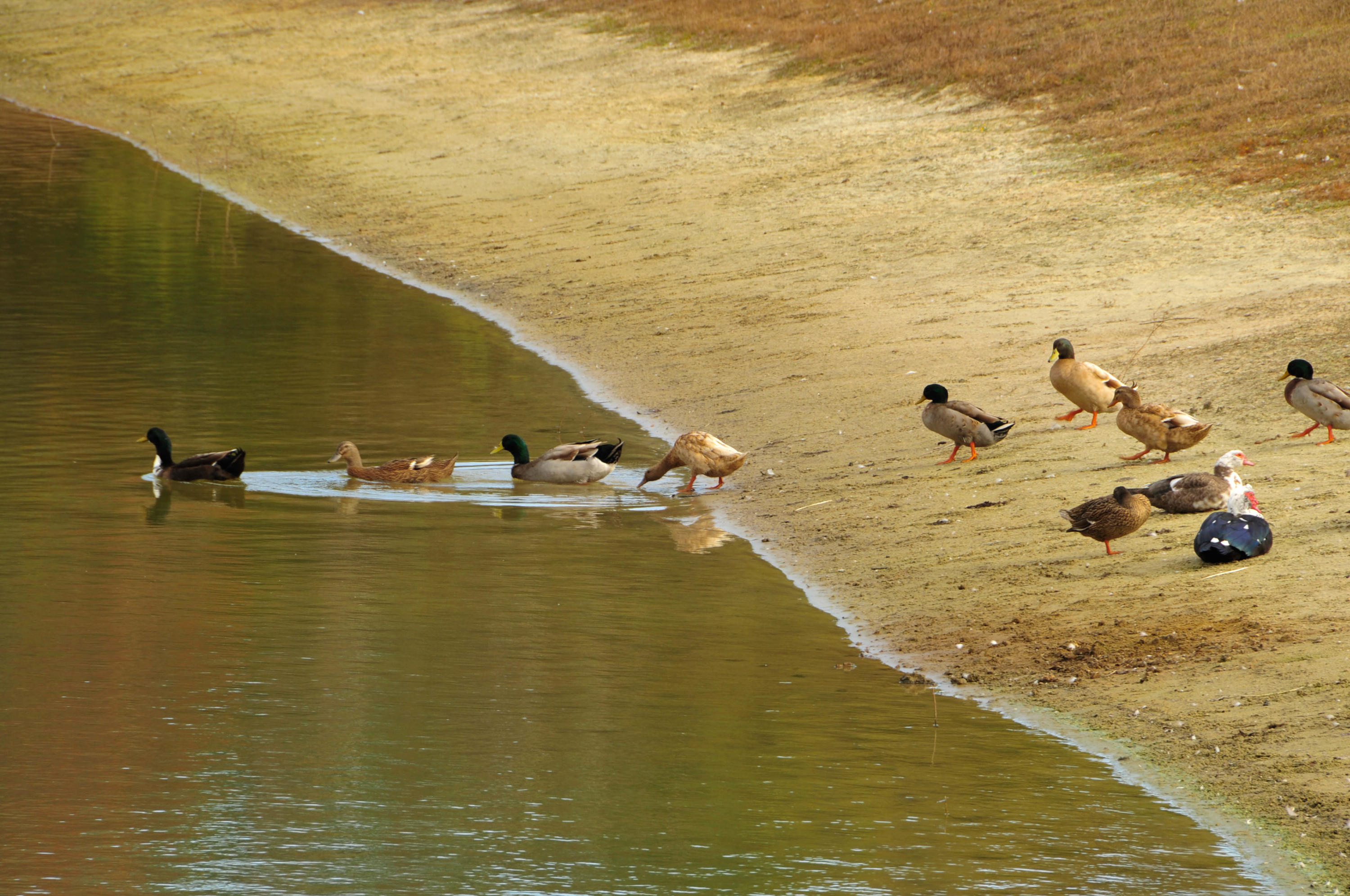 0 Shogry Point Road Johns Island, SC 29455 - Photo 7 of 10 ducks