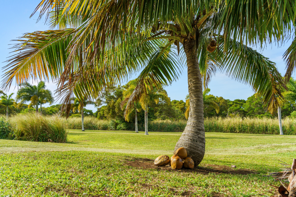 55-442 Hoea Road Hawi, HI 96719 - Photo 13 of 24