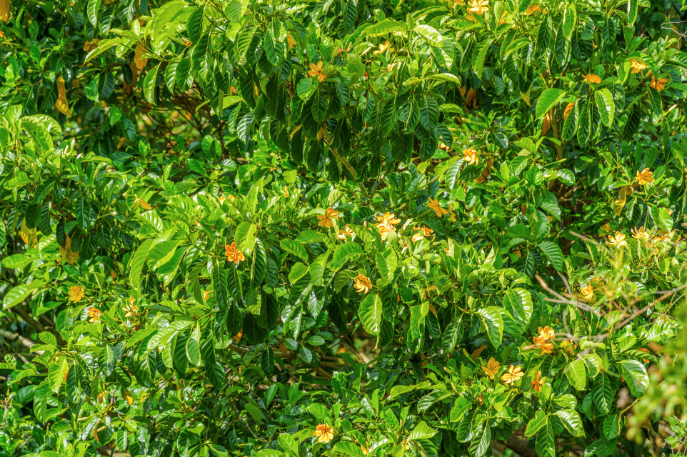 55-442 Hoea Road Hawi, HI 96719 - Photo 24 of 24