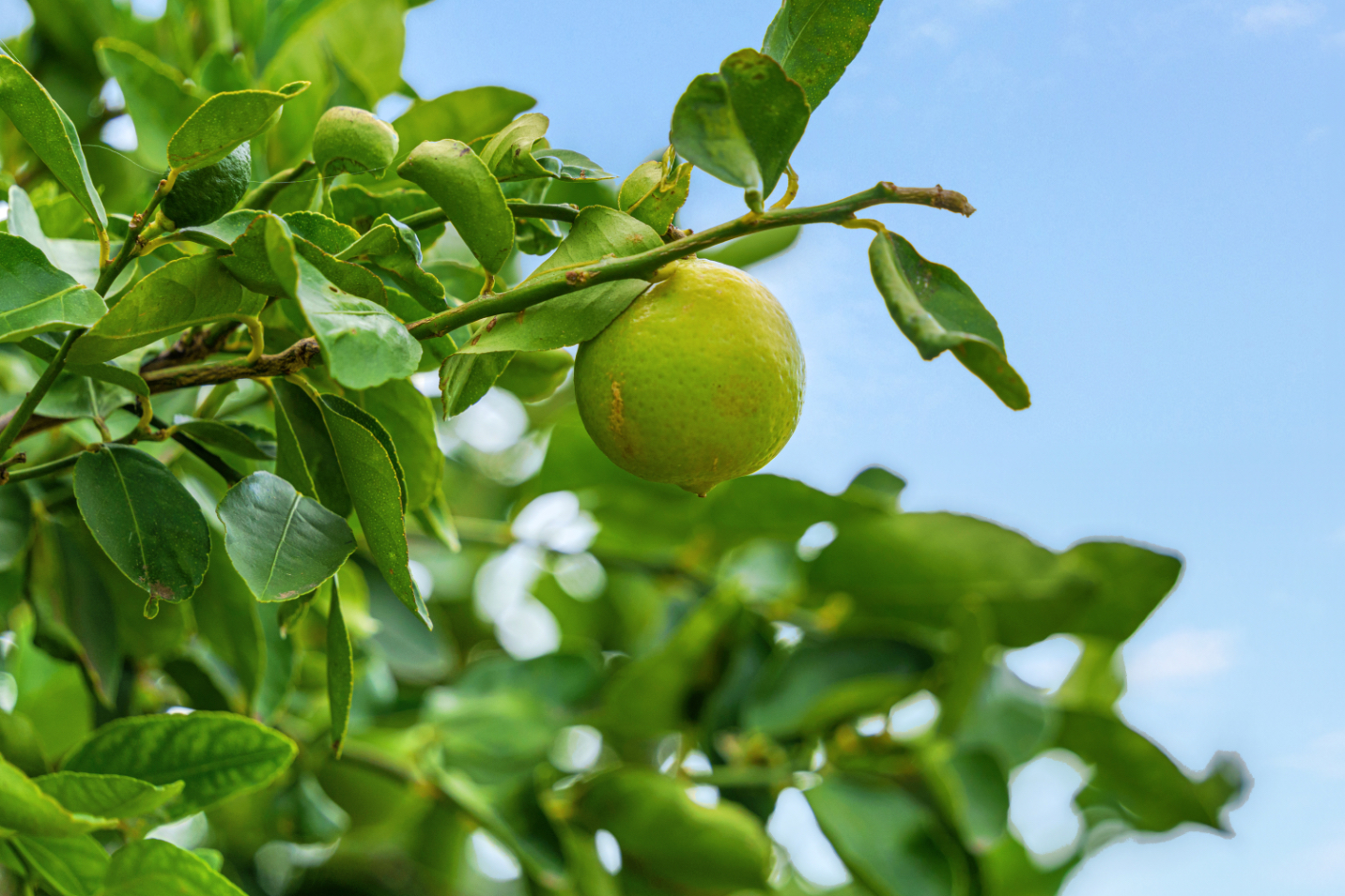 55-442 Hoea Road Hawi, HI 96719 - Photo 6 of 24