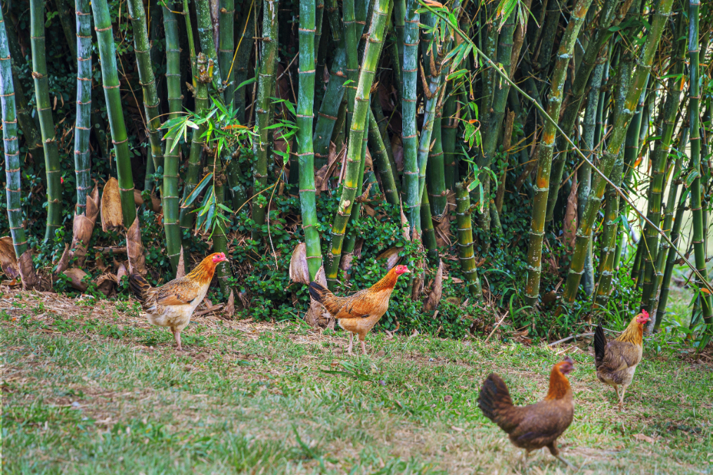 55-442 Hoea Road Hawi, HI 96719 - Photo 9 of 24