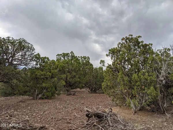 a backyard of a house with lots of trees
