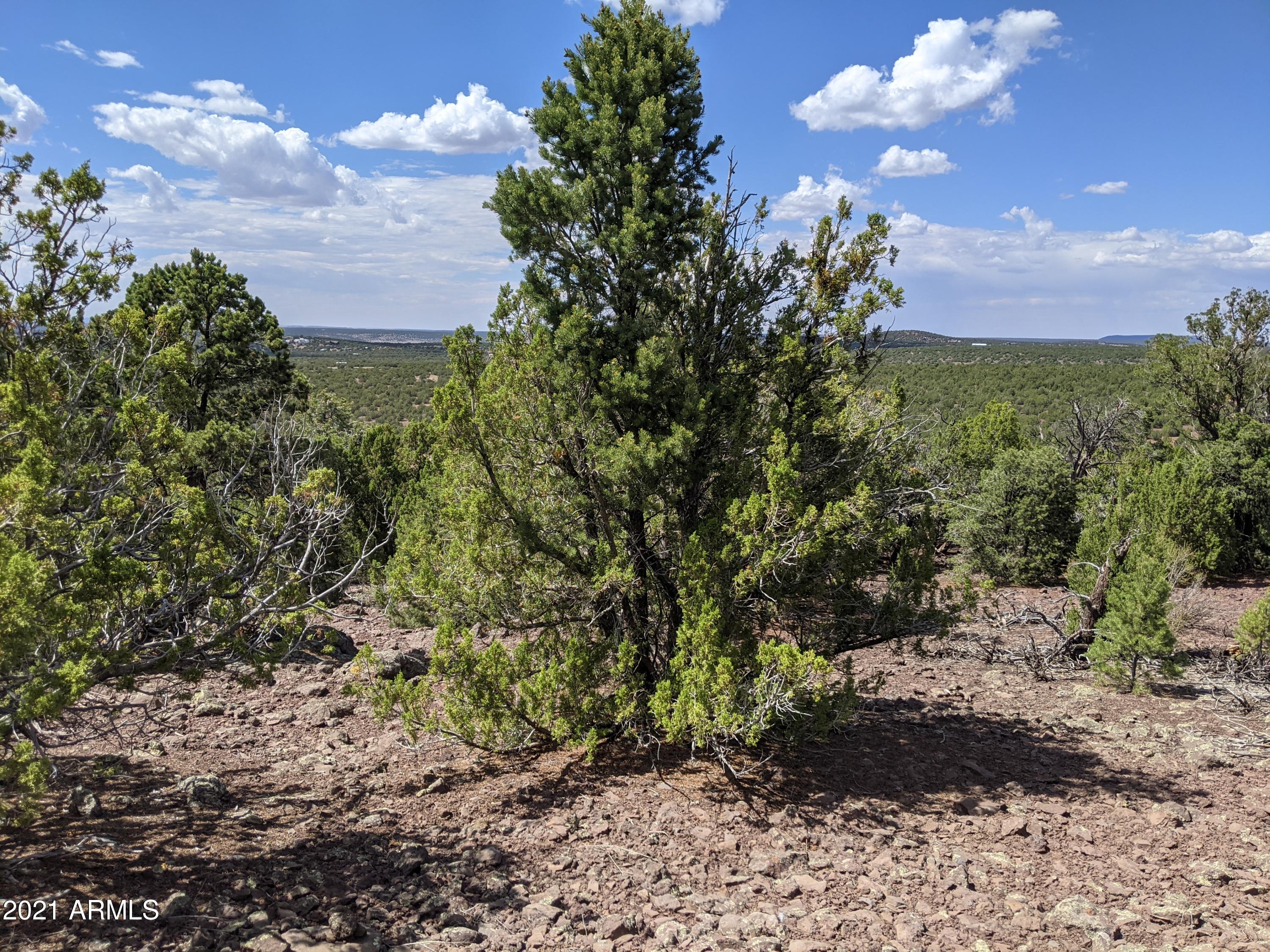 Lot 79 Ranch Road, Unit 79 Concho, AZ 85924 - Photo 8 of 9 a view of a pathway with a tree