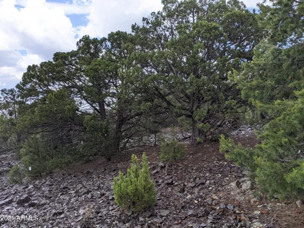 $45,000 | Lot 79 Ranch Road, Unit 79, Concho, AZ 85924