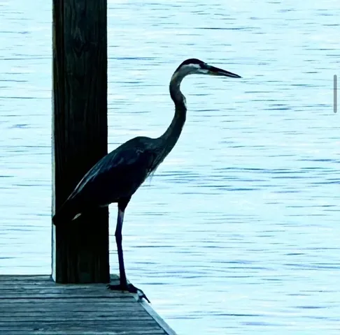 $1,195,000 | 15145 Marina Drive, Conroe, TX 77356