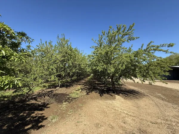 a view of a field with plants and trees
