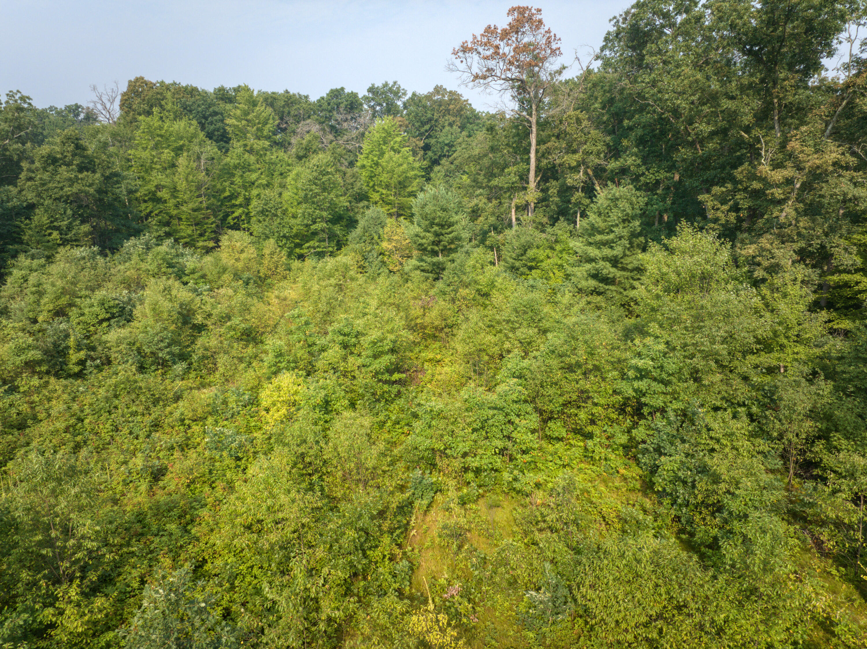 21578 Jefferson Road Morley, MI 49336 - Photo 17 of 17 DJI_20250713235516_0606_D_17