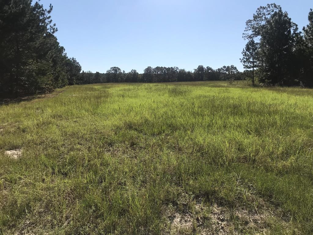 462 Colbert Bridge Road Windsor, SC 29856 - Photo 10 of 18