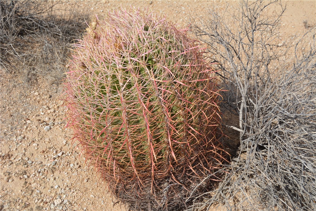 207-35-005 South Arlington Road Yucca, AZ 86438 - Photo 36 of 92