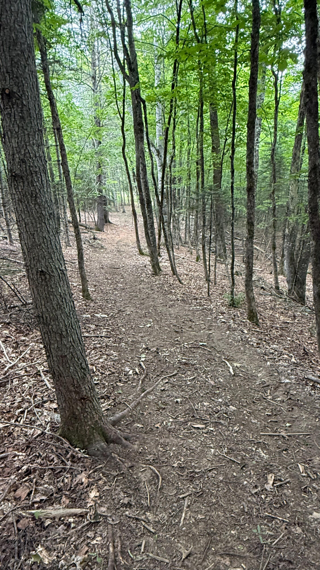 50 Glass Hill Road Guilford, ME 04443 - Photo 101 of 112 IMG_E3640