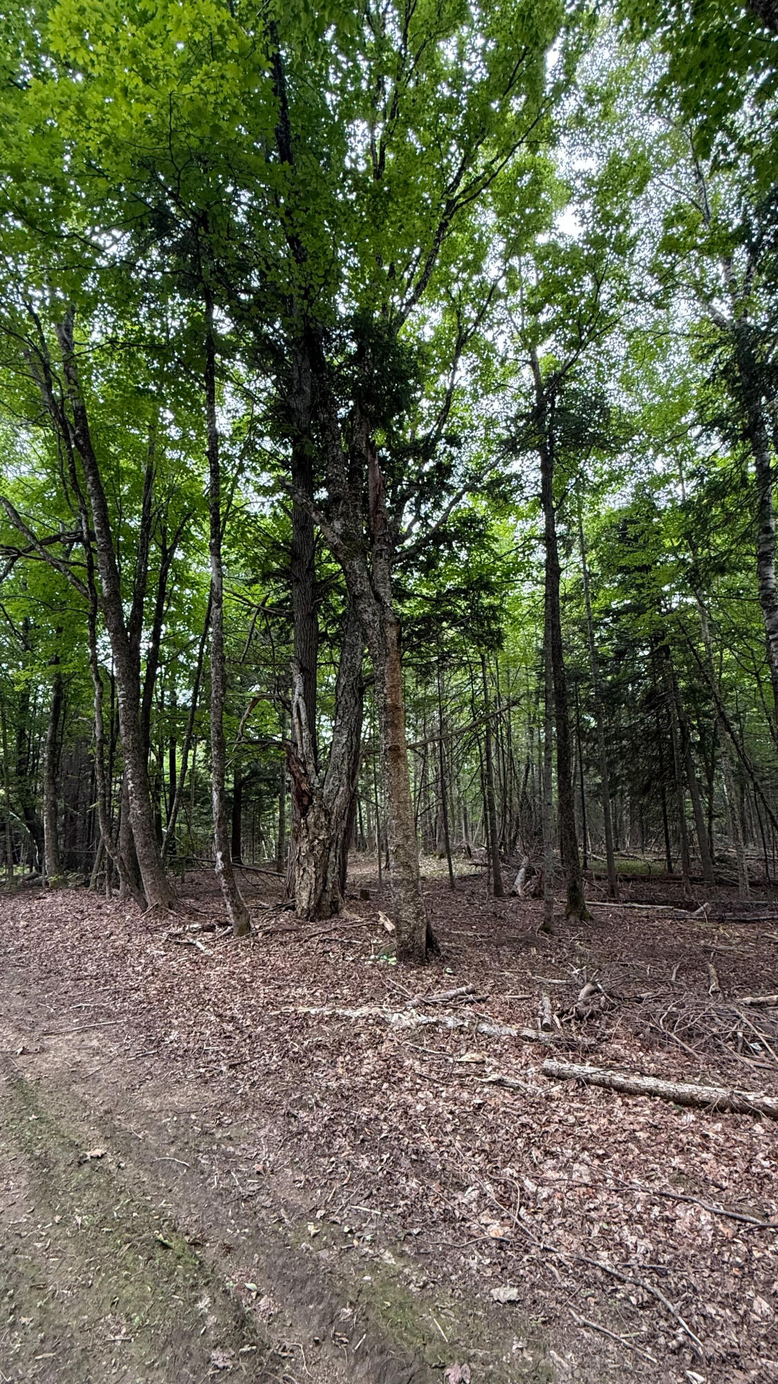 50 Glass Hill Road Guilford, ME 04443 - Photo 96 of 112 94