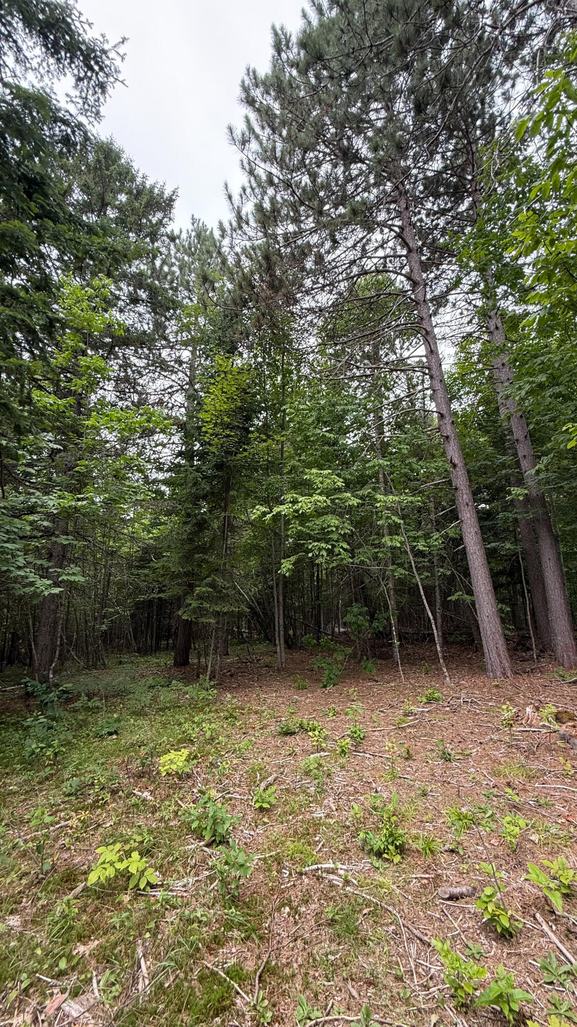 50 Glass Hill Road Guilford, ME 04443 - Photo 99 of 112 IMG_E3635