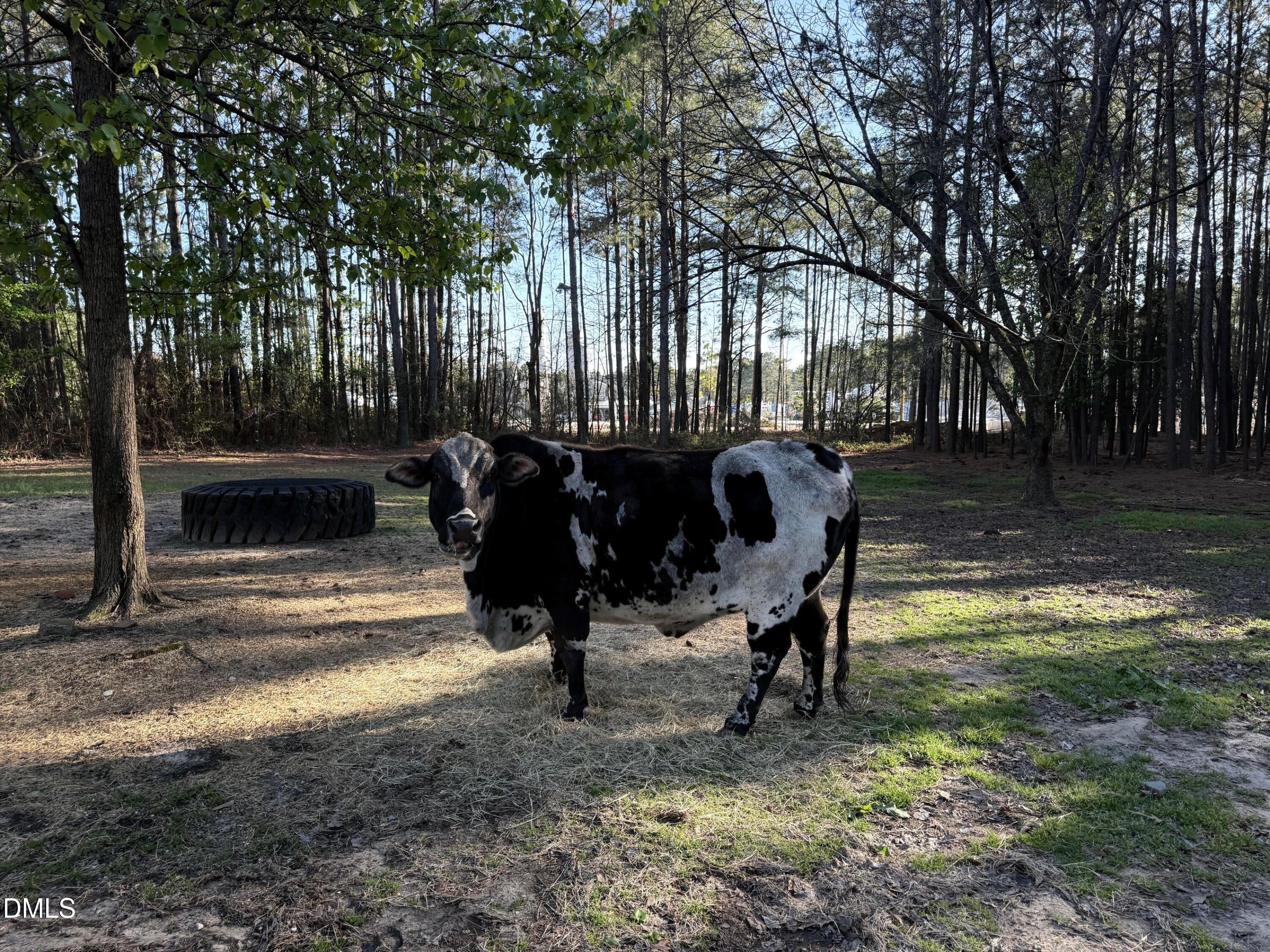 3032 Federal Road Benson, NC 27504 - Photo 12 of 15 Meet Saffron!