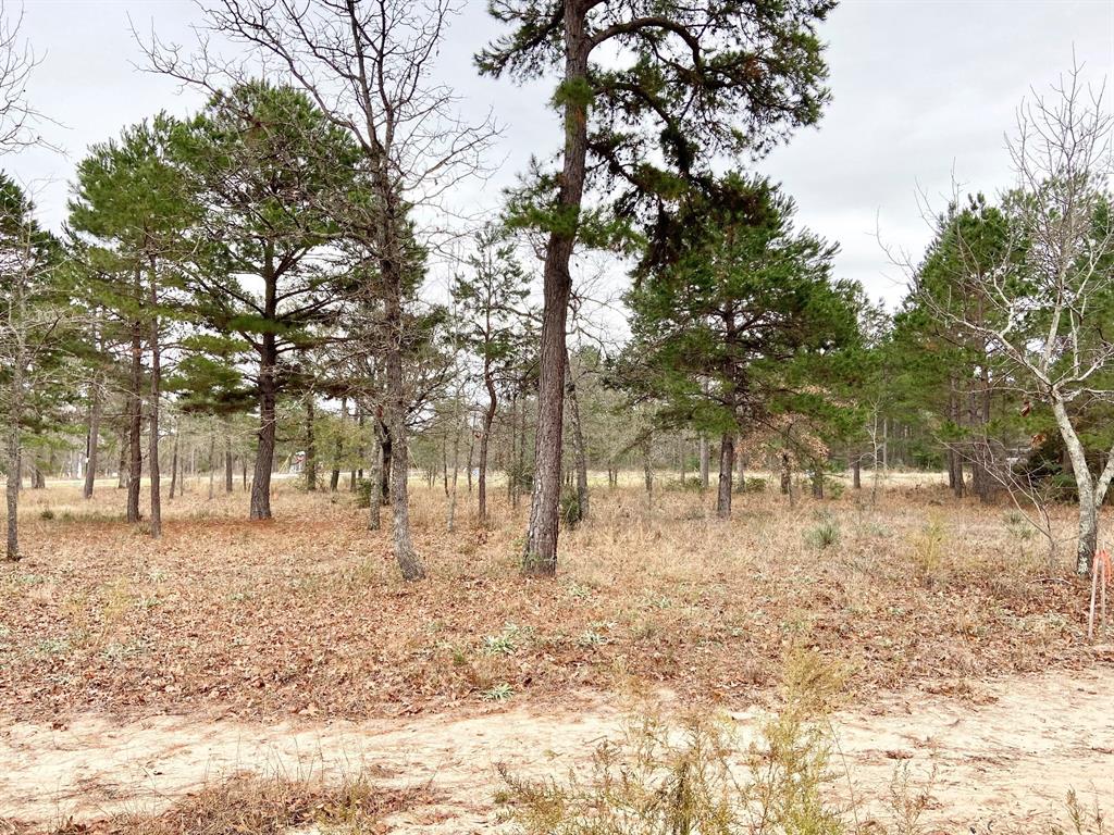 3729 Pinewood Trail Larue, TX 75770 - Photo 11 of 30 a view of yard with trees