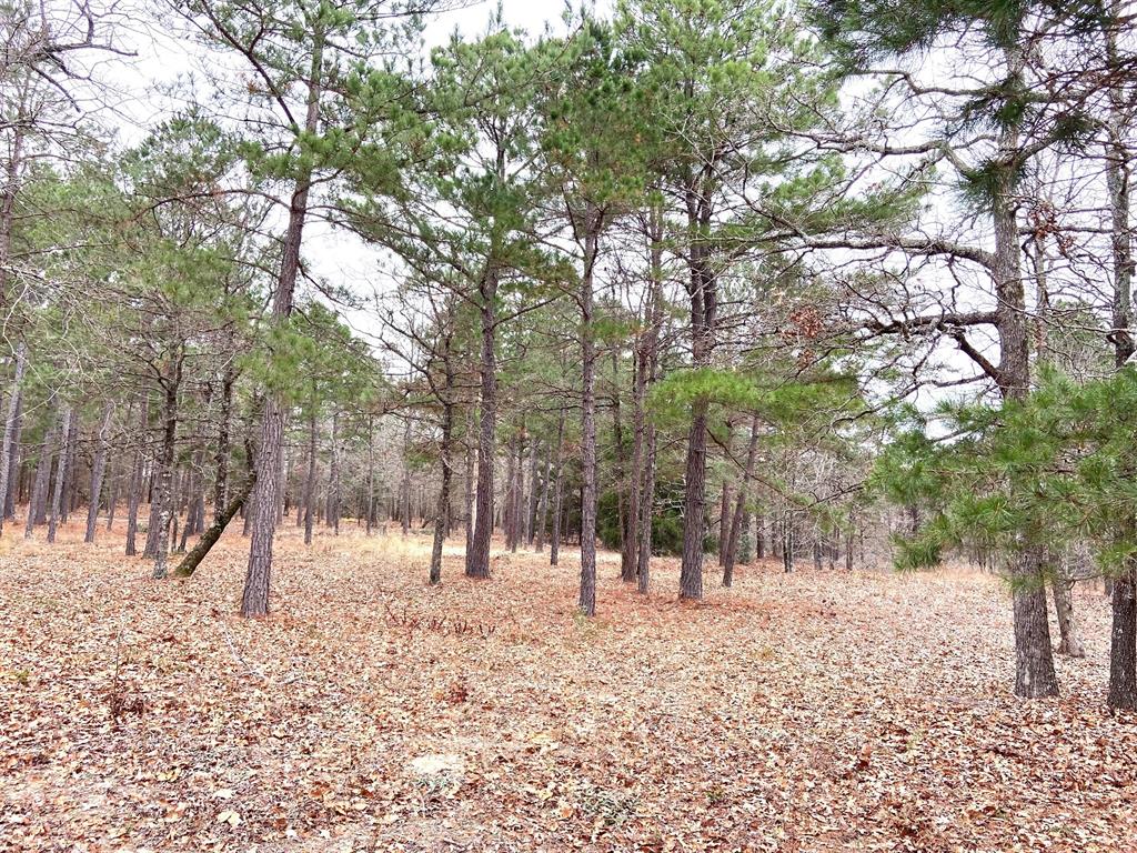 3729 Pinewood Trail Larue, TX 75770 - Photo 12 of 30 a view of outdoor space with lots of trees