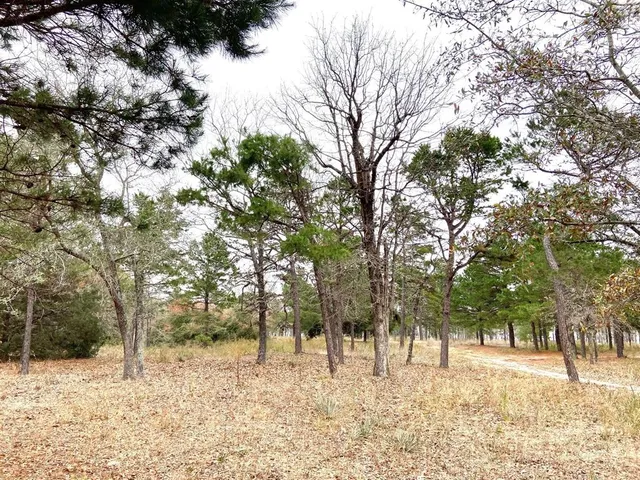 a view of road with large trees