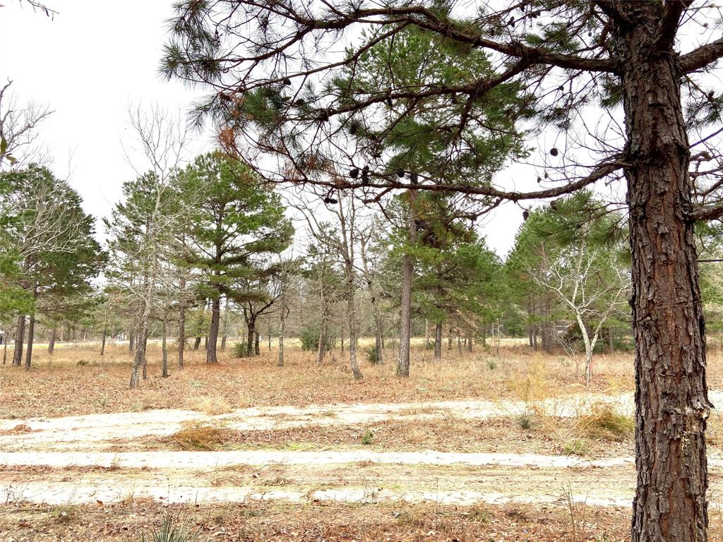 3729 Pinewood Trail Larue, TX 75770 - Photo 14 of 30 a view of road with large trees