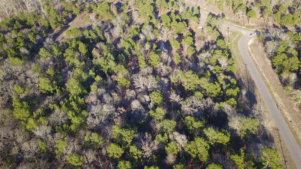 3729 Pinewood Trail Larue, TX 75770 - Photo 16 of 30 a view of a plant