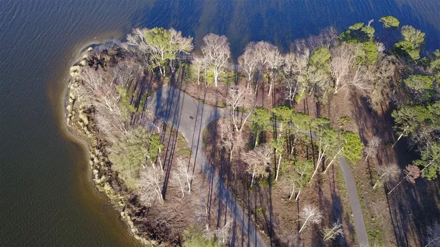 a close up of a plant in a garden