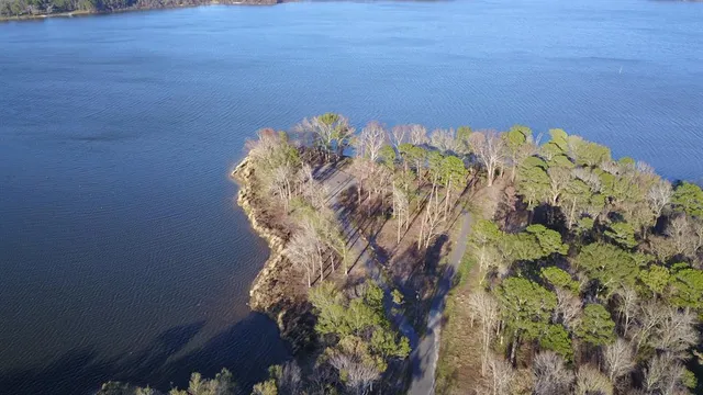 a close up of a plant in a garden