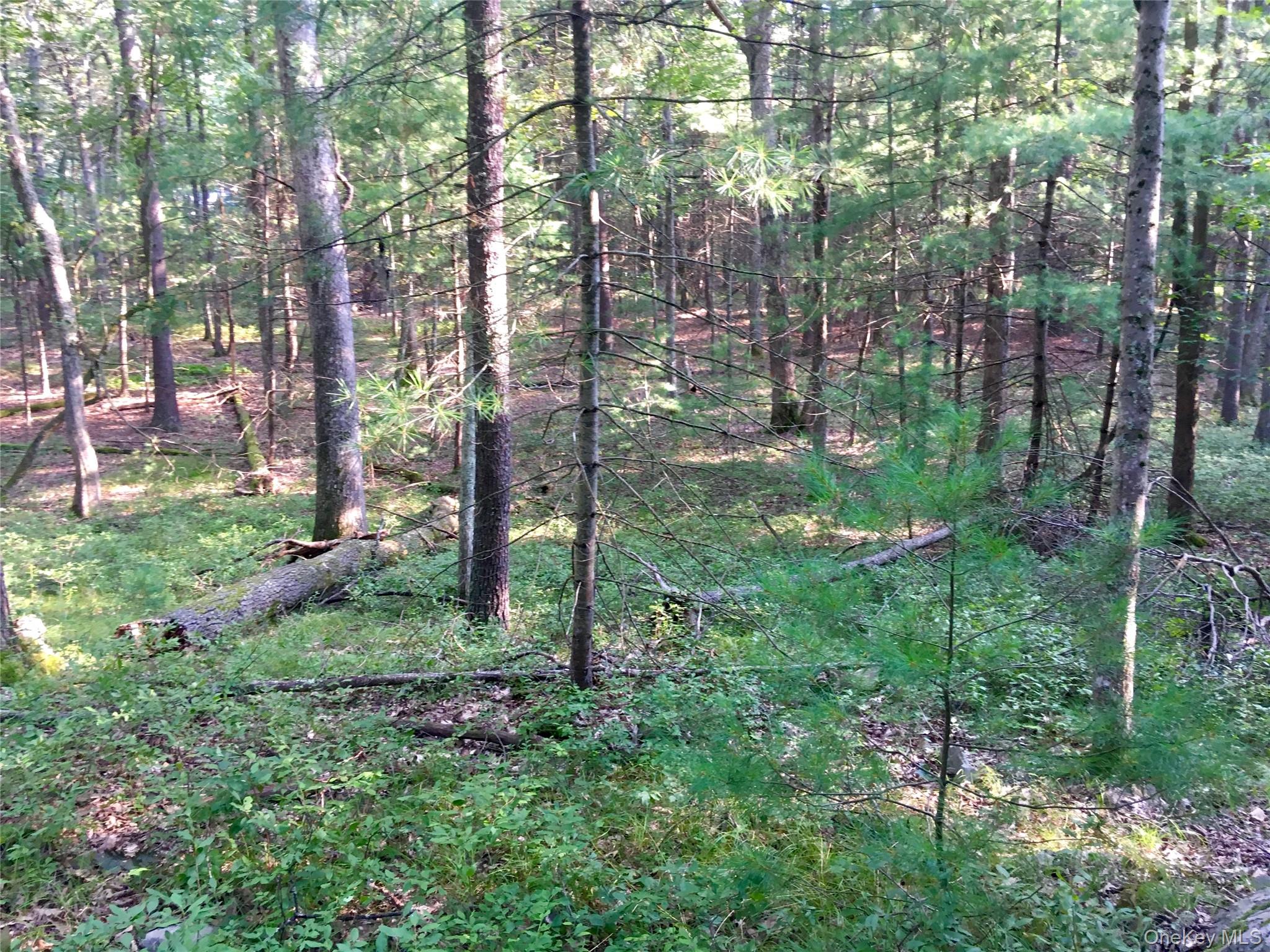 55 Old Plank Road Sparrowbush, NY 12780 - Photo 3 of 8 a view of forest