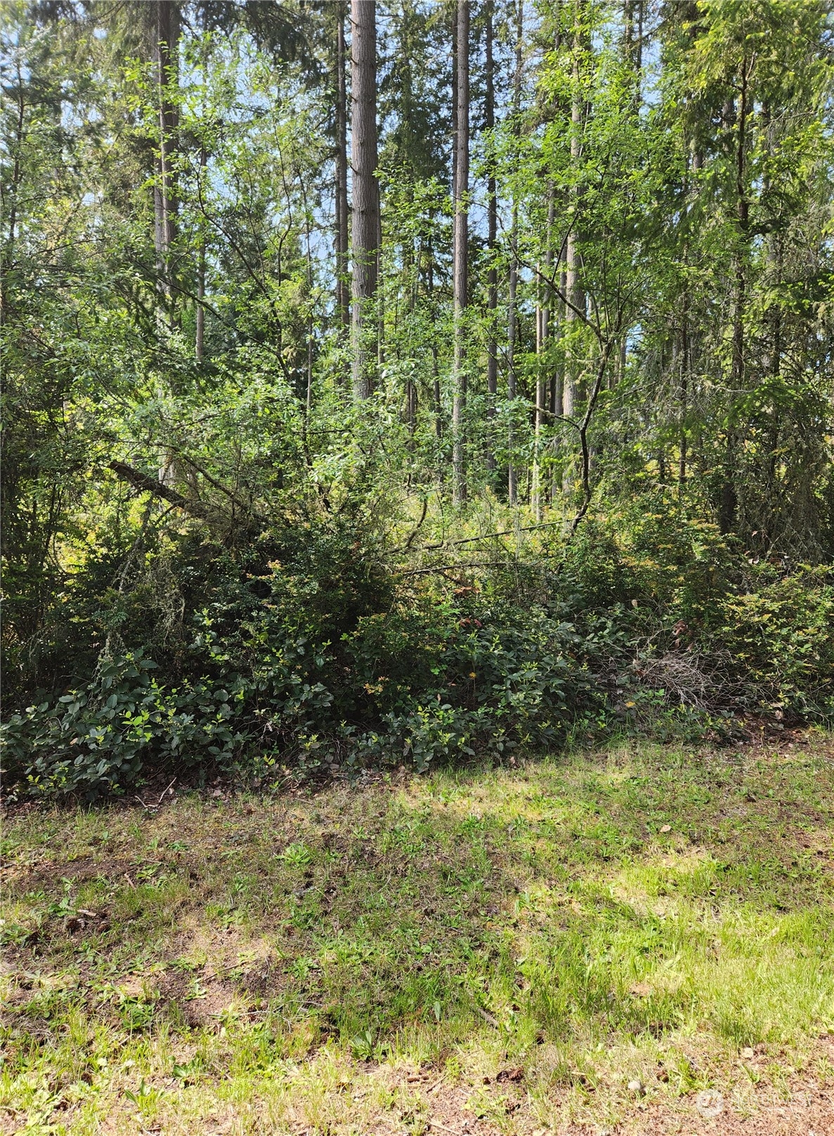 12506 Yoman Road Anderson Island, WA 98303 - Photo 4 of 11 a view of a yard