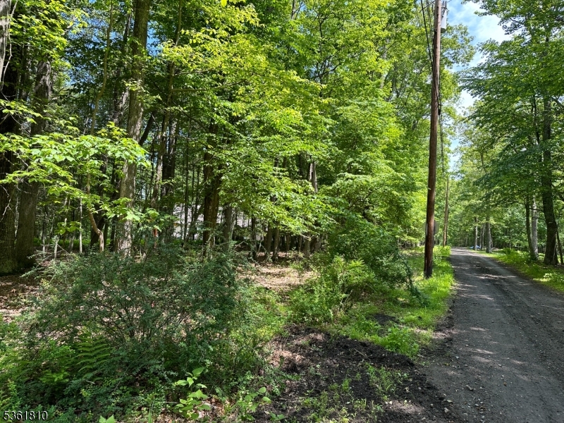 a view of a lush green forest