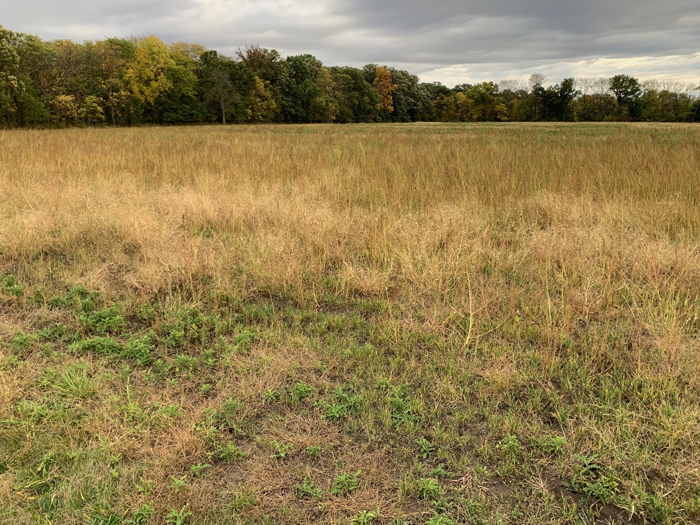 15604 Manns Chapel Road Rossville, IL 60963 - Photo 1 of 6 a view of lake with green field