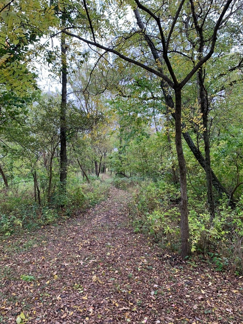15604 Manns Chapel Road Rossville, IL 60963 - Photo 5 of 6 a view of a forest filled with trees