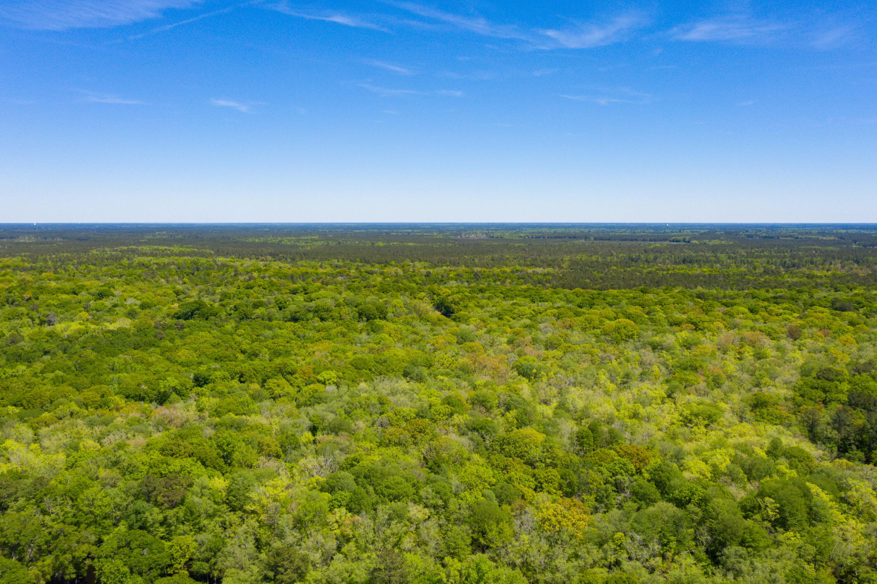 0 Red Breast Court Ridgeville, SC 29472 - Photo 17 of 40 EYE-9236