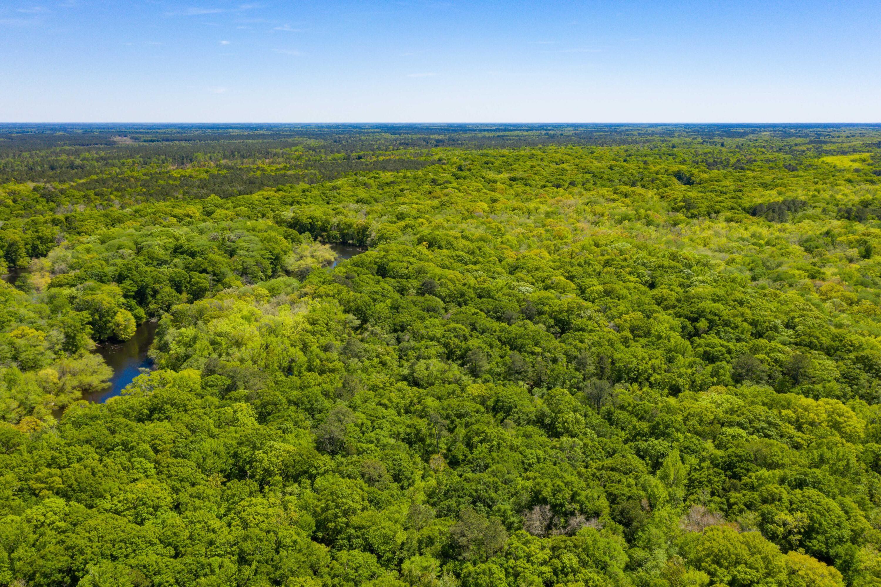 0 Red Breast Court Ridgeville, SC 29472 - Photo 22 of 40 EYE-9242