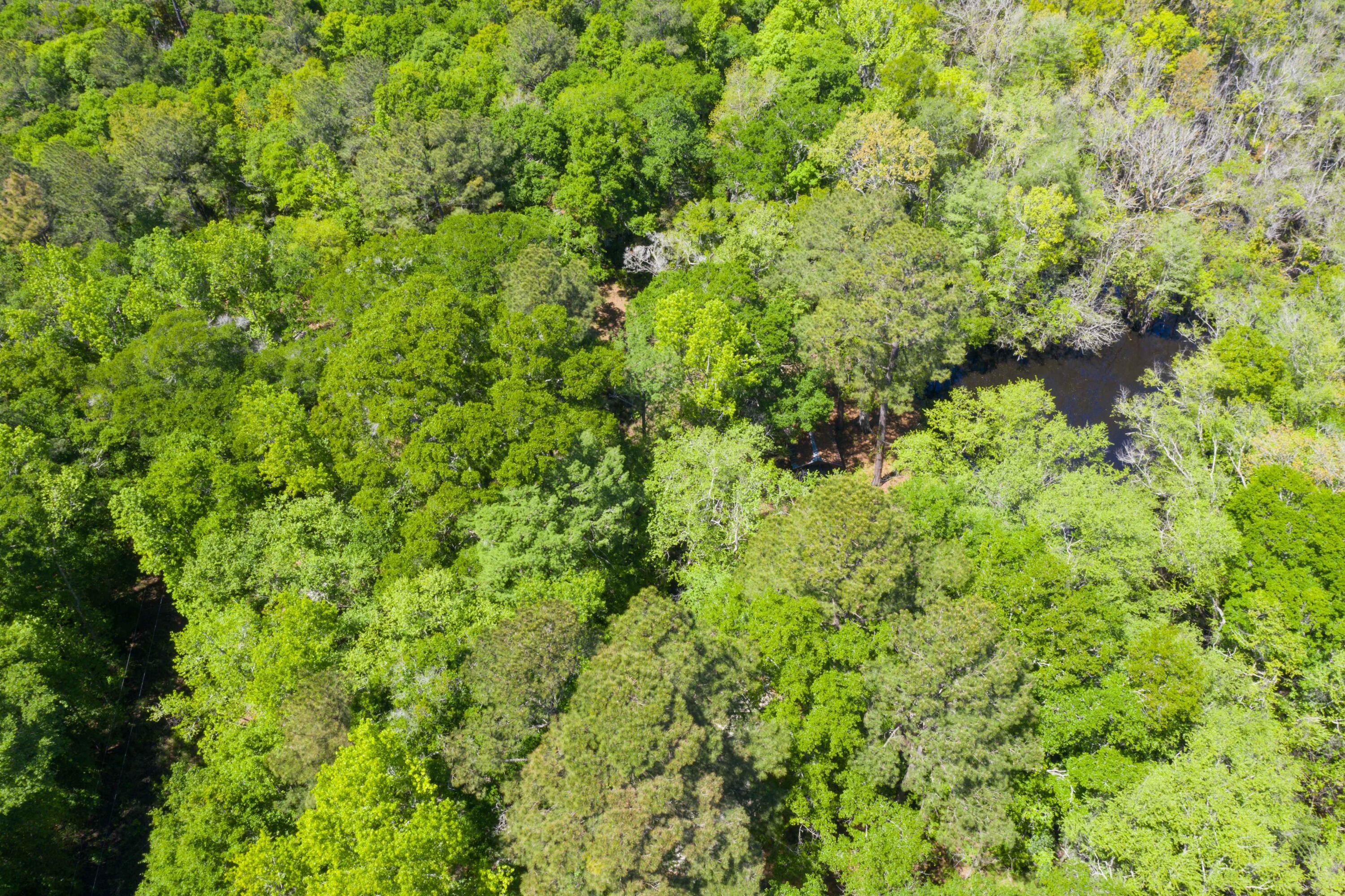 0 Red Breast Court Ridgeville, SC 29472 - Photo 31 of 40 EYE-9253