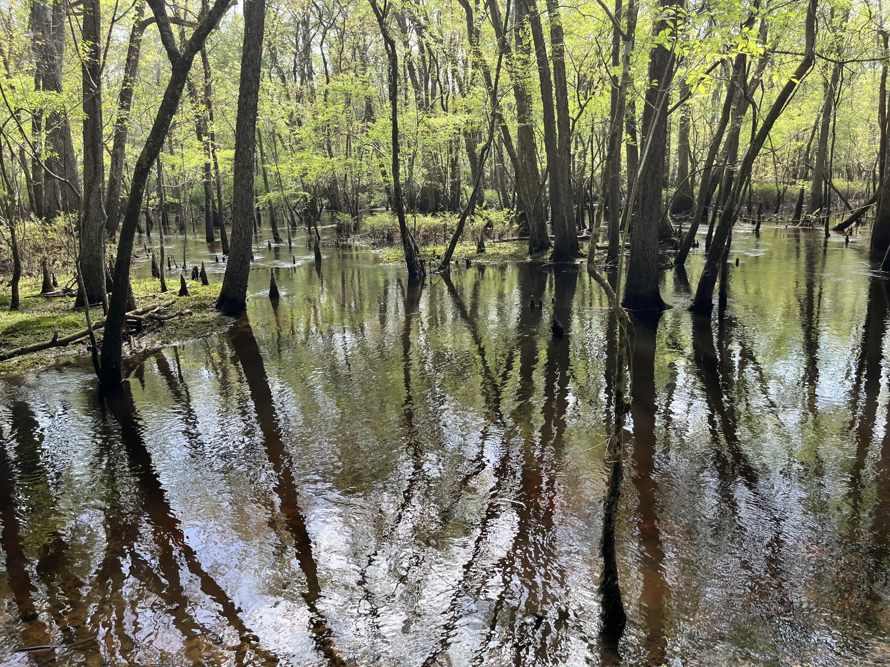 0 Red Breast Court Ridgeville, SC 29472 - Photo 38 of 40 0 red 8