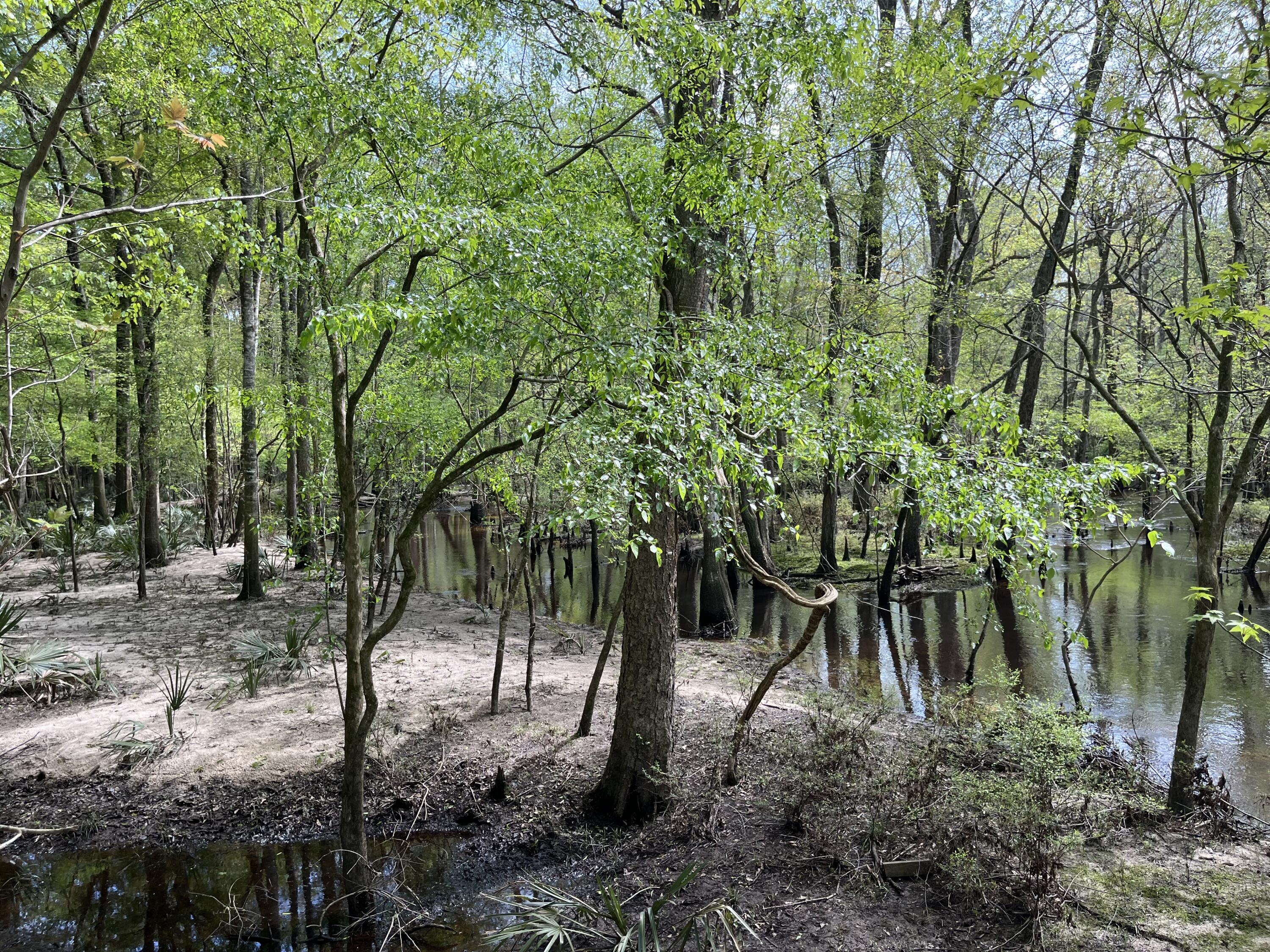 0 Red Breast Court Ridgeville, SC 29472 - Photo 39 of 40 0 red 10