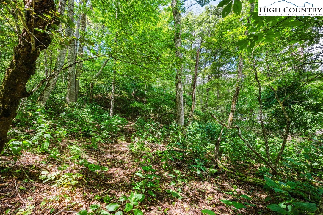 Lot 15 Boone Ridge Lane Boone, NC 28607 - Photo 10 of 16 a view of a lush green forest