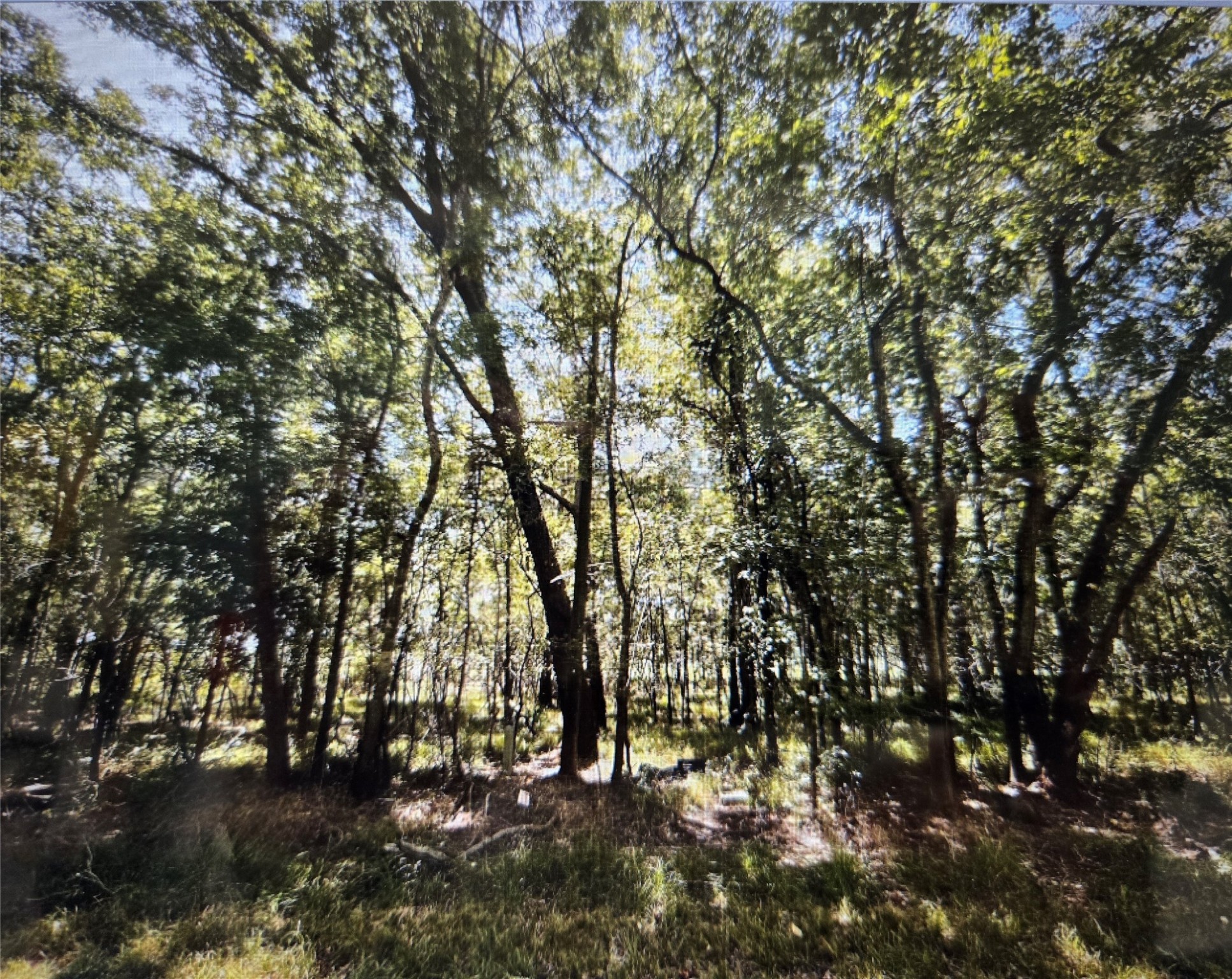 Lot 822 Eskimo Lane/ Path Angleton, TX 77515 - Photo 3 of 12 a view of outdoor space with large trees