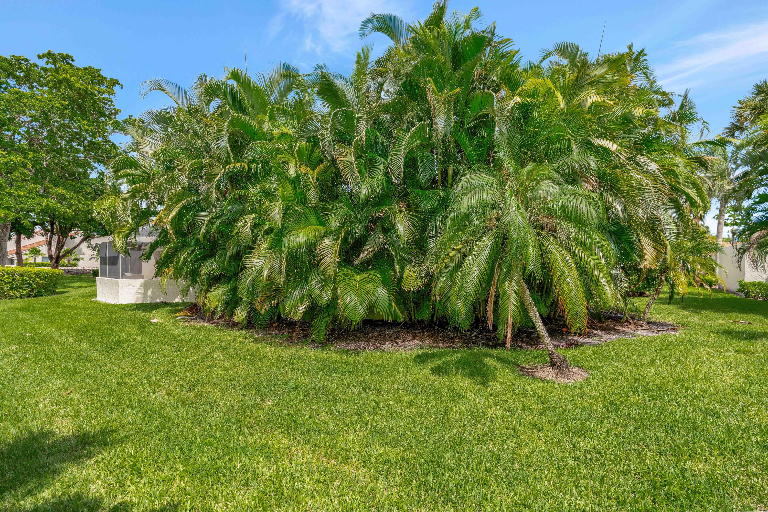 64 Balfour Road East Palm Beach Gardens, FL 33418 - Photo 30 of 31 Arica Palms for Deck Privacy