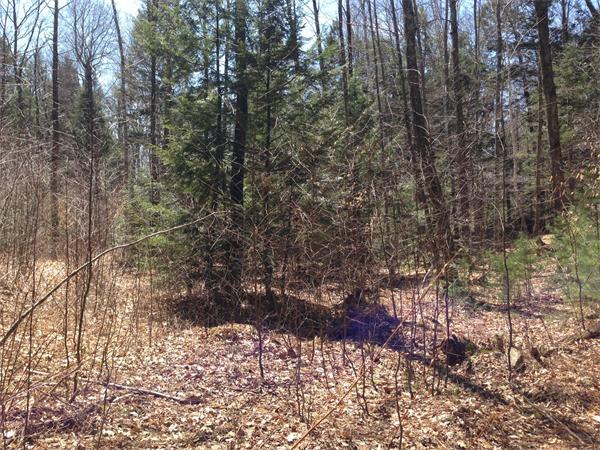 Lot 4 Colebrook River Road Tolland, MA 01034 - Photo 4 of 13 Gallery Image 4