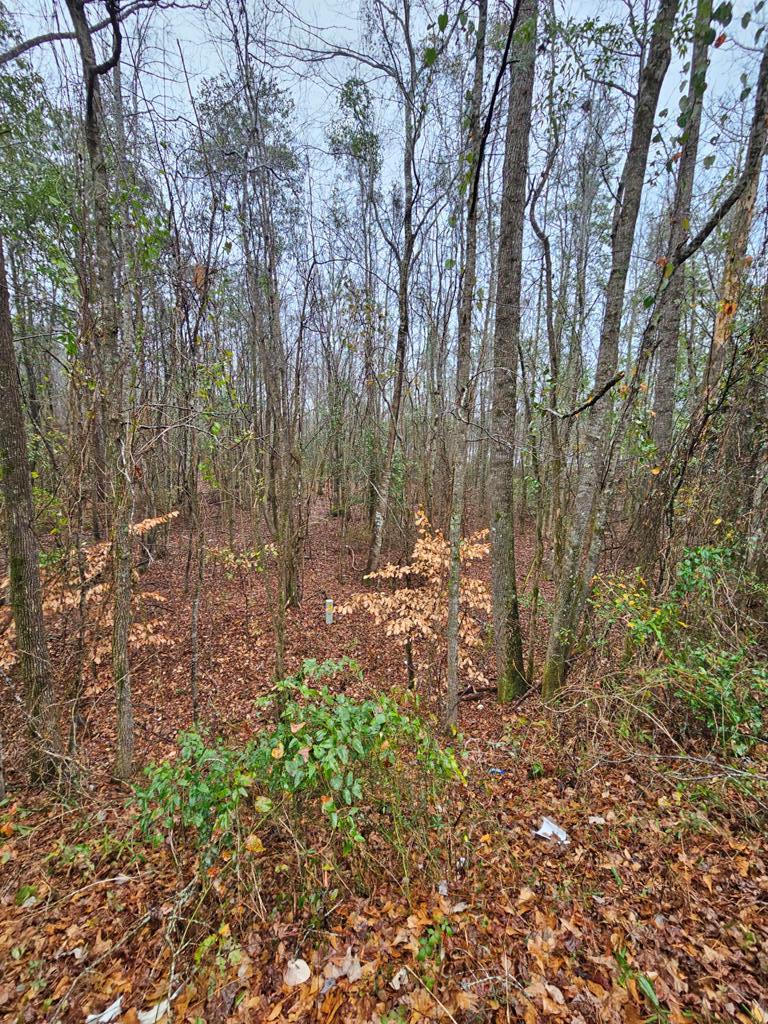 0 Buckner Road Junction City, GA 31812 - Photo 11 of 14 Gallery Image 11