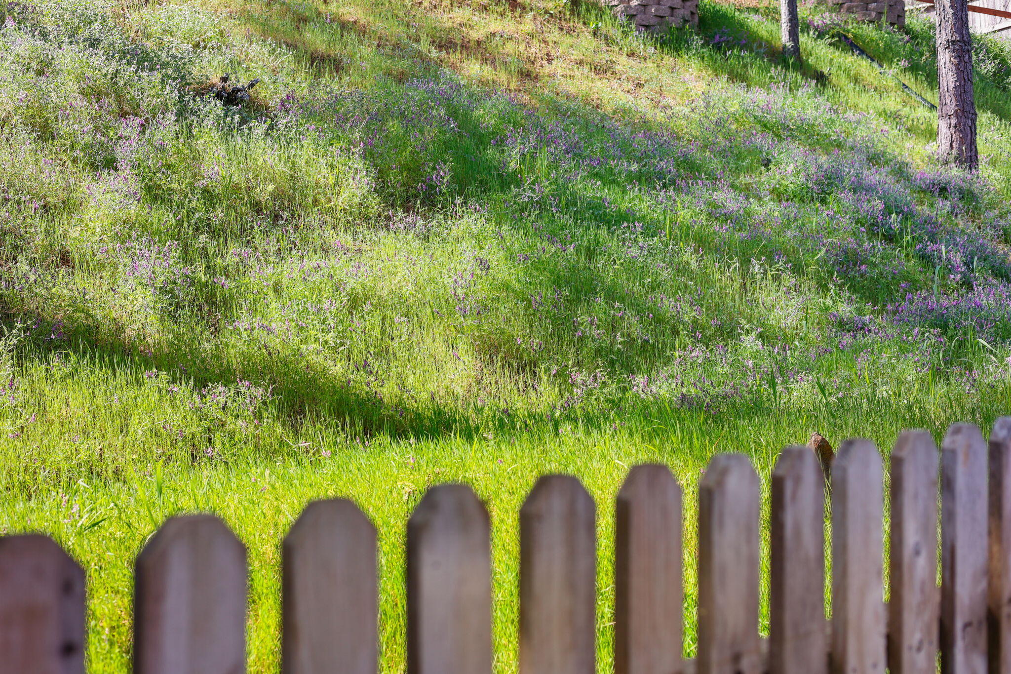 4550 Placer Road Redding, CA 96001 - Photo 31 of 95 Wildflowers Behind the House