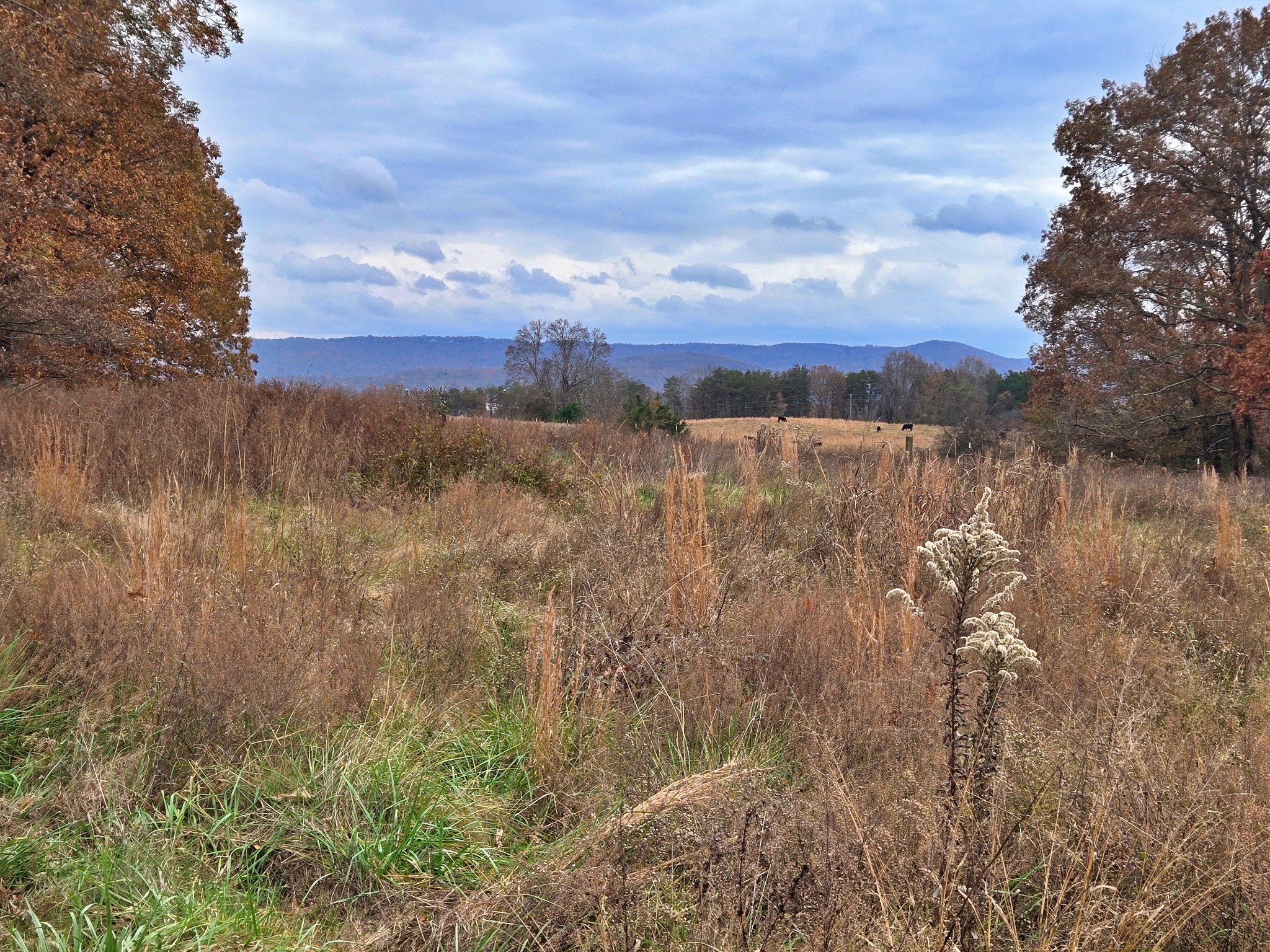 0 Hidden River Road Rock Island, TN 38581 - Photo 1 of 16 a view of a lake with lots of trees