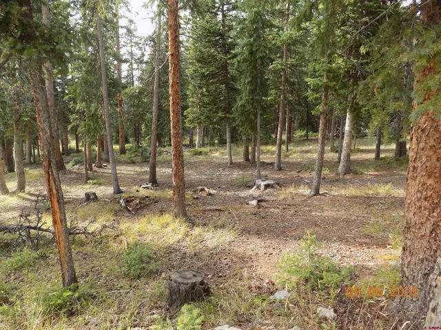 a view of a tree in the middle of a yard