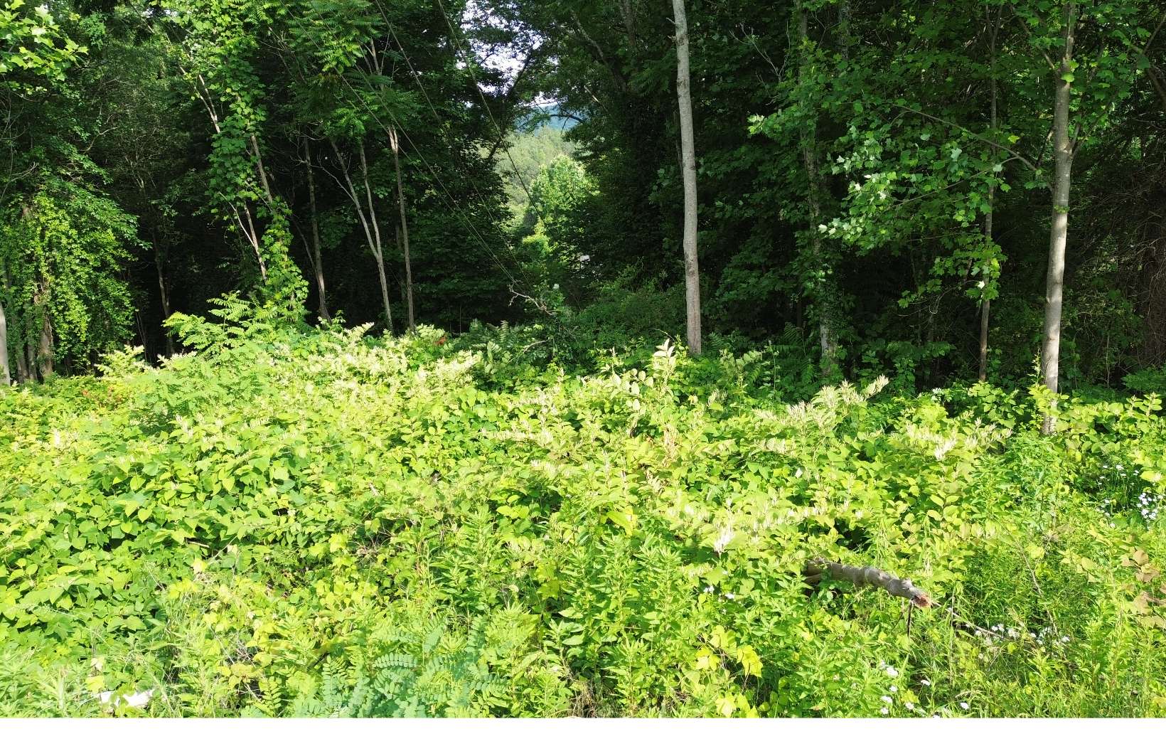 1.2-lot Cole Road Copperhill, TN 37317 - Photo 14 of 37 Additional View