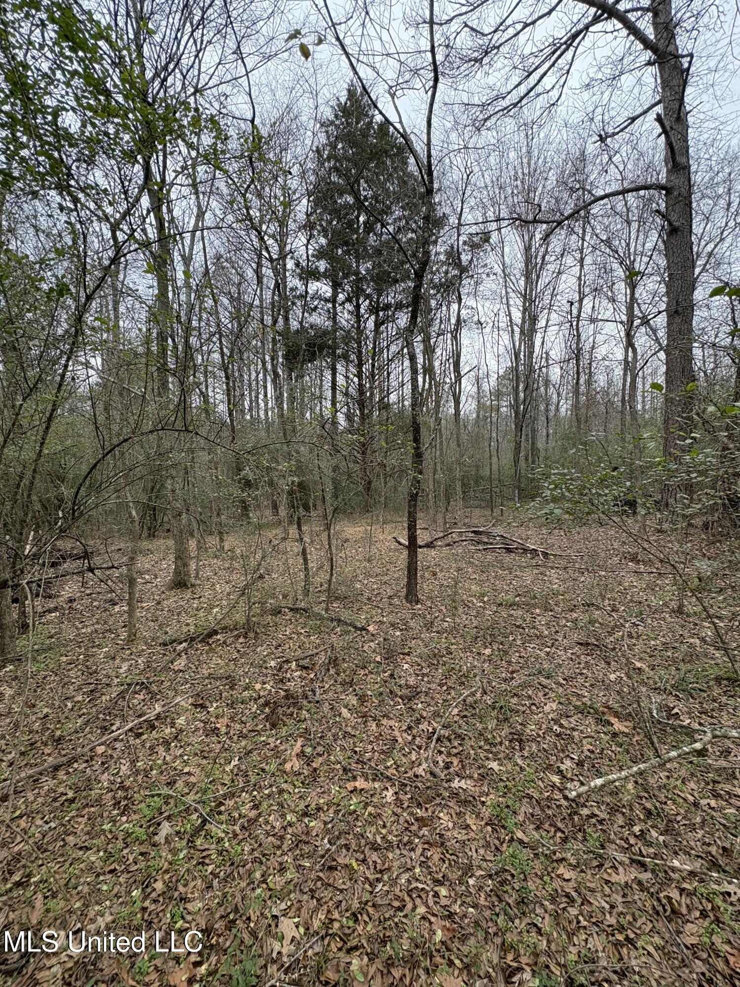 Lebanon Pinegrove Road Terry, MS 39170 - Photo 8 of 10 tempImageykxCmV