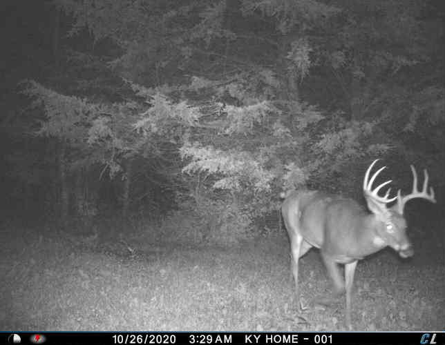 0 Mann Road Mount Olivet, KY 41064 - Photo 29 of 46