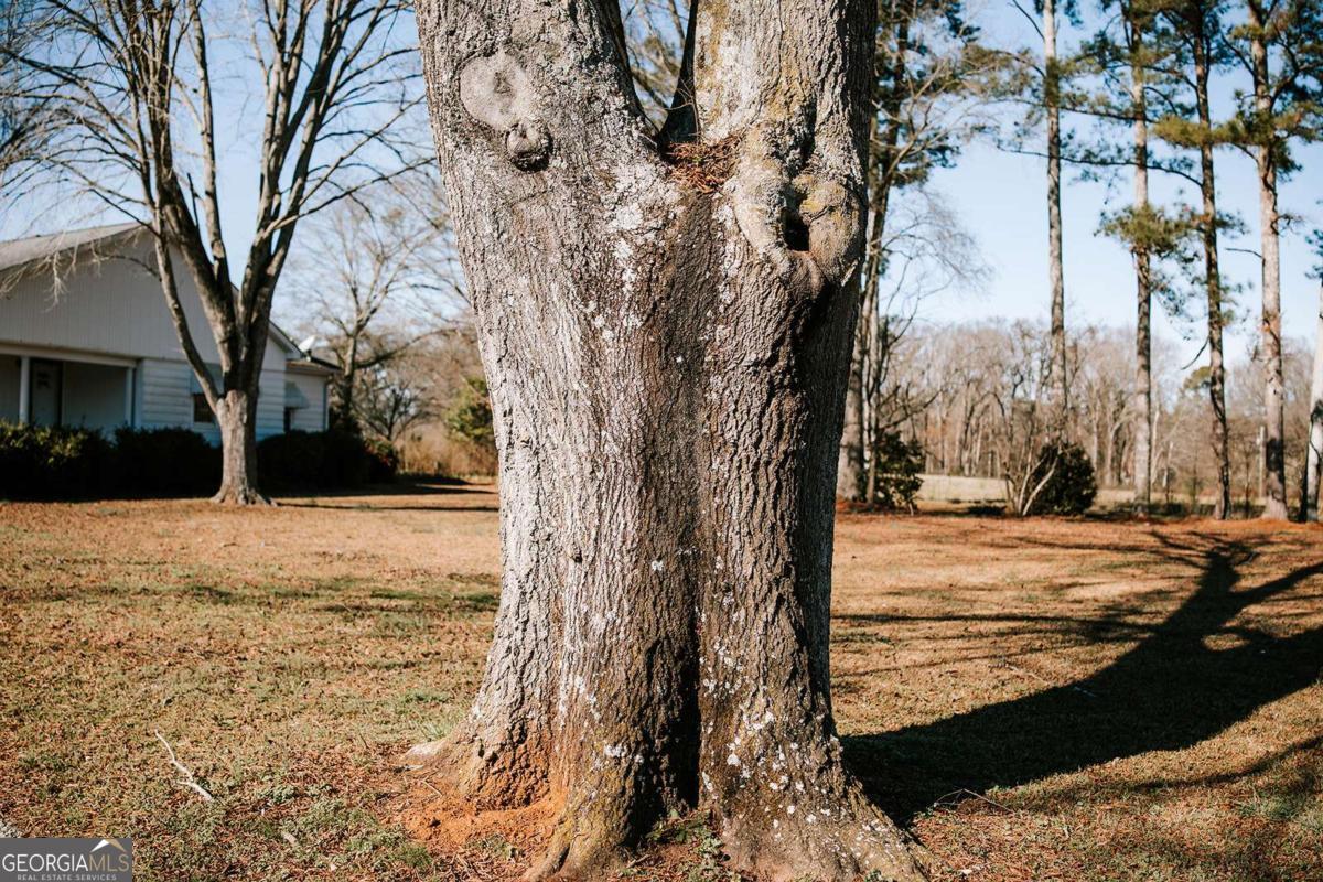 119 Ralph Bridges Road Lexington, GA 30648 - Photo 42 of 65 a view of a yard with trees