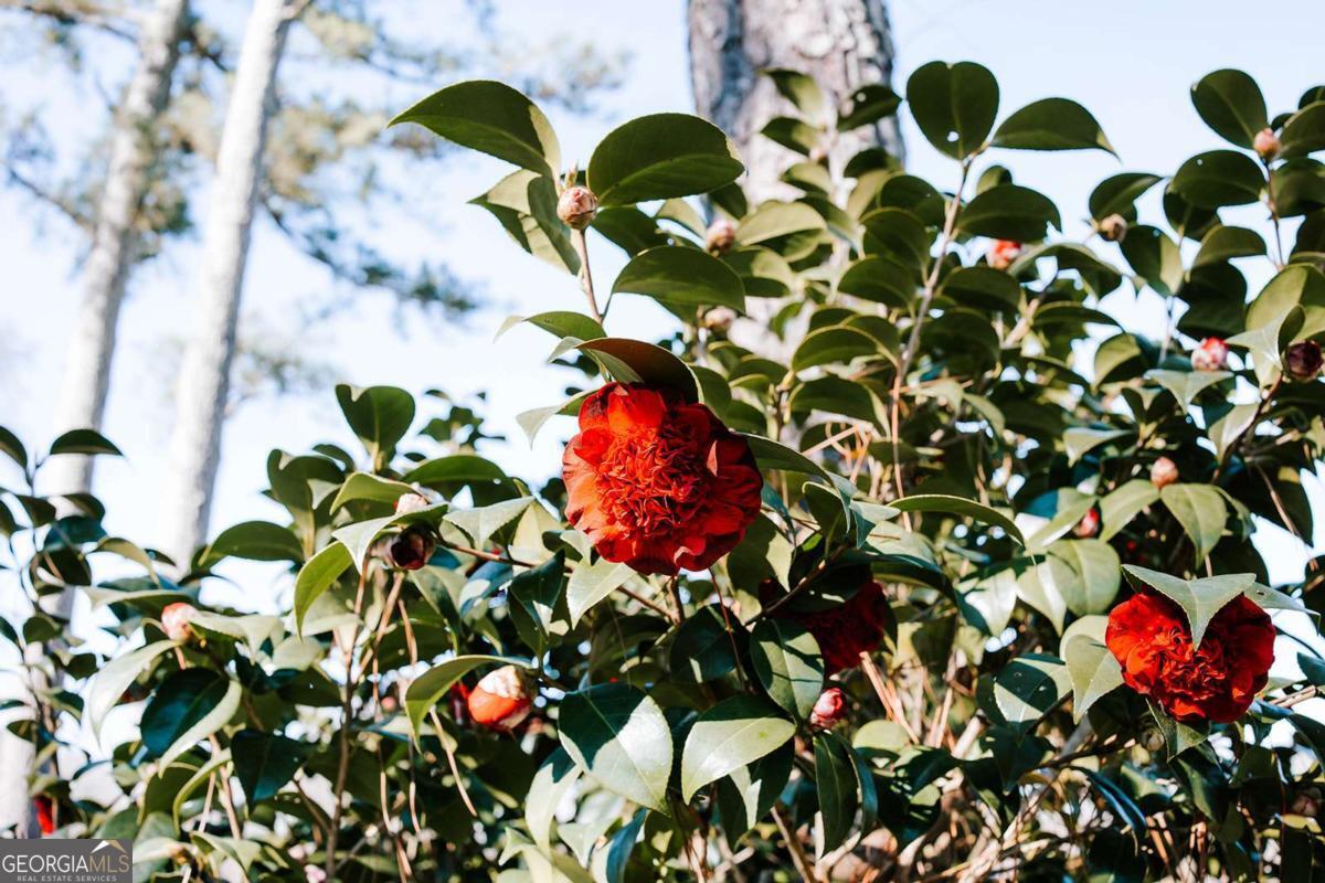 119 Ralph Bridges Road Lexington, GA 30648 - Photo 45 of 65 a picture of flowers