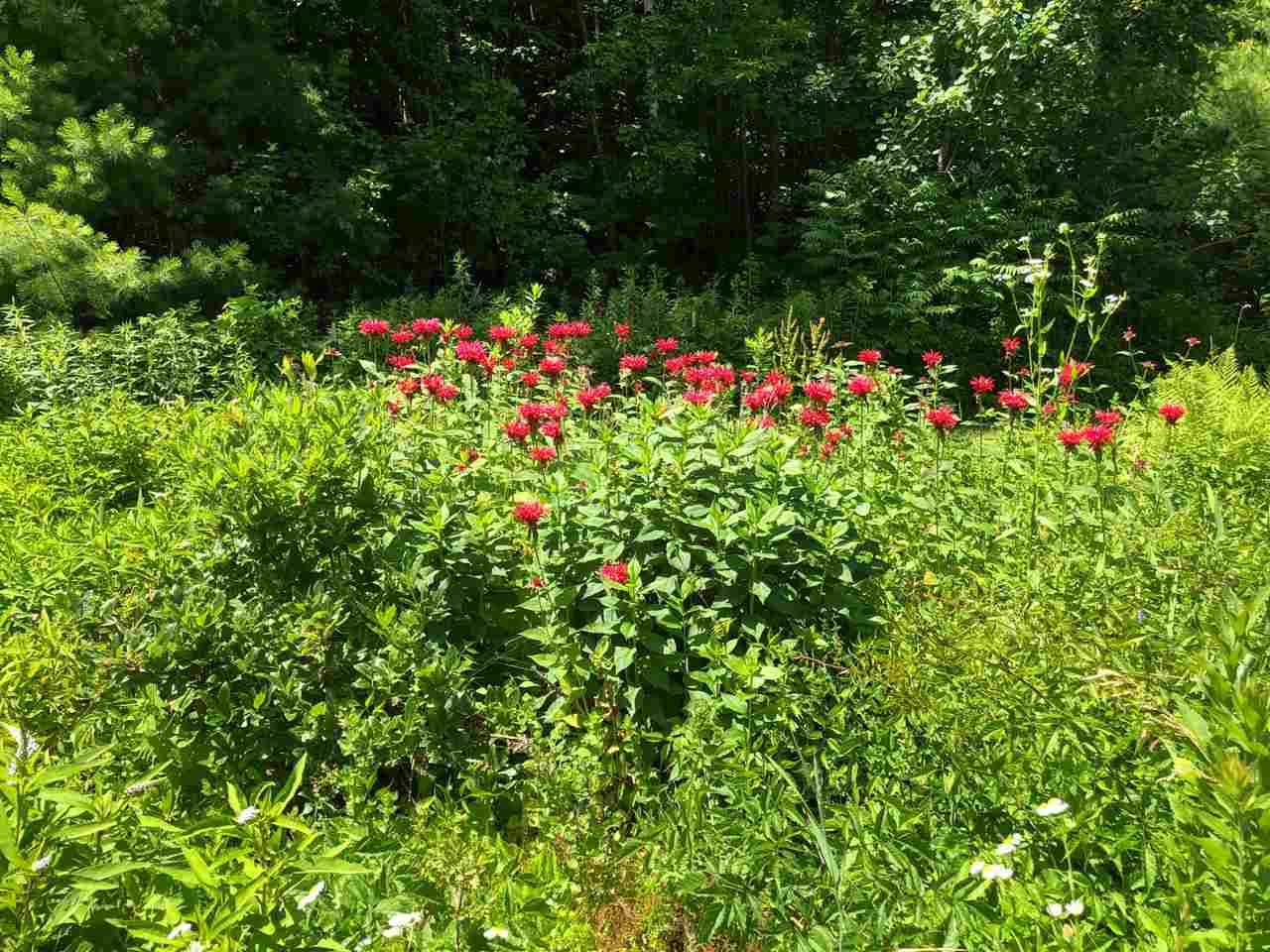293 Mountain Road Sanbornton, NH 03269 - Photo 10 of 29 Gallery Image 10