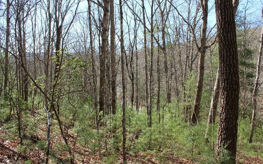 0 Peter Knob Road, Unit 1 Blue Ridge, GA 30513 - Photo 1 of 1 Gallery Image 1